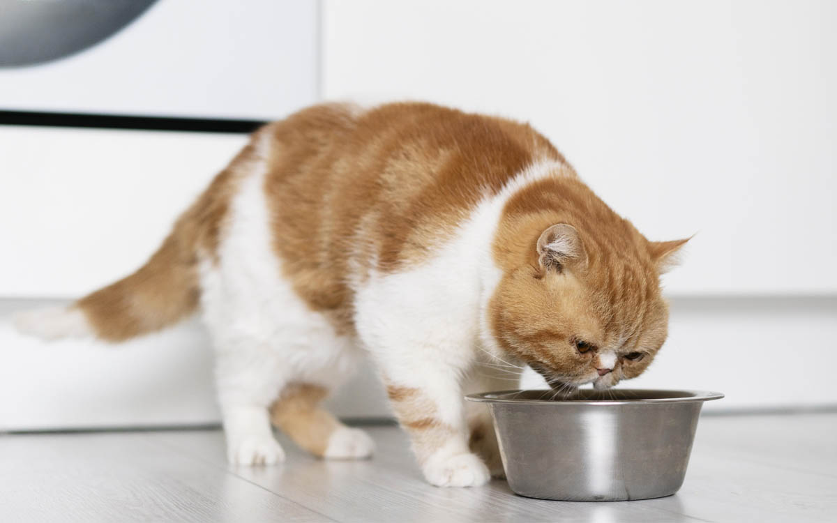 Prendas para gatos no Dia dos Namorados