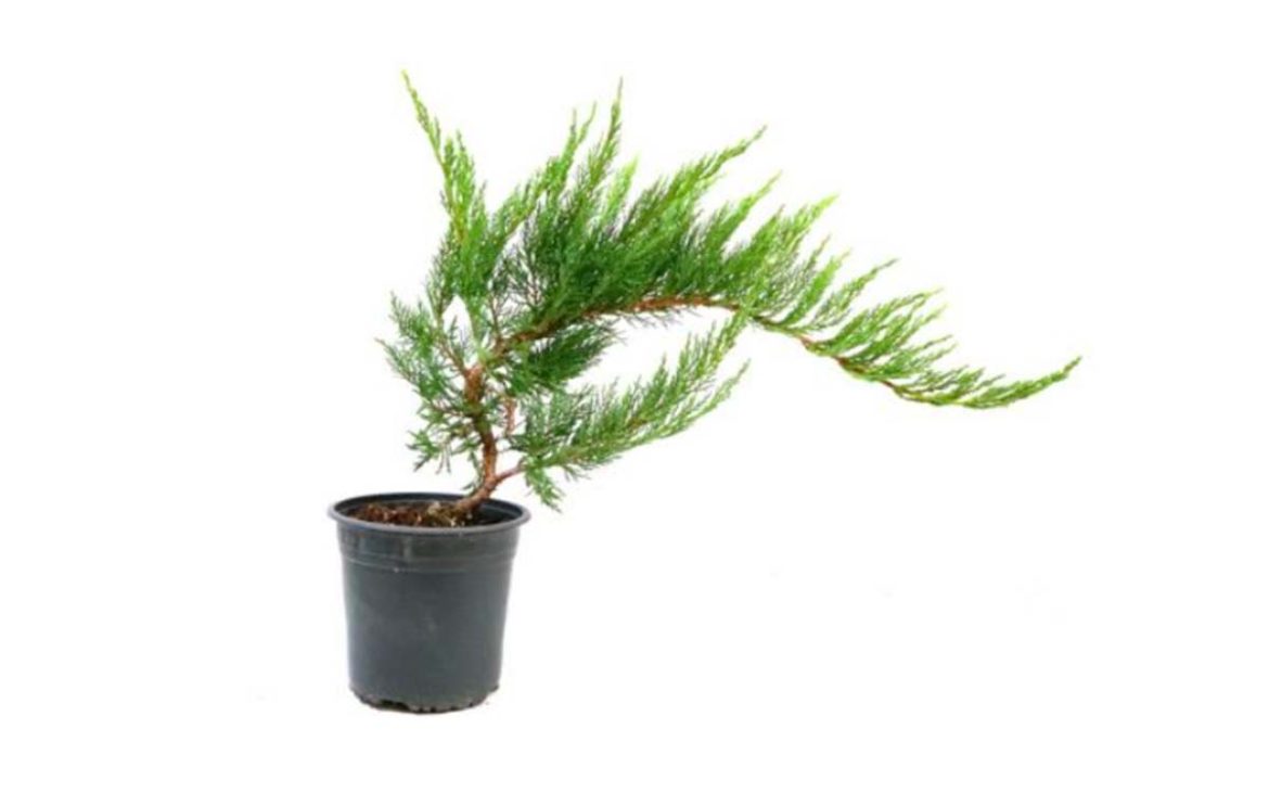 Bonsai O que é, Tipos e Como Cuidar KuantoKusta